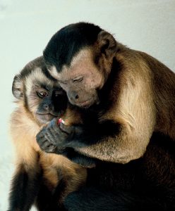Majka i mladunče kapucina (Vikipedija)
