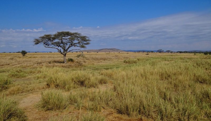 Serengeti (Vikipedija)