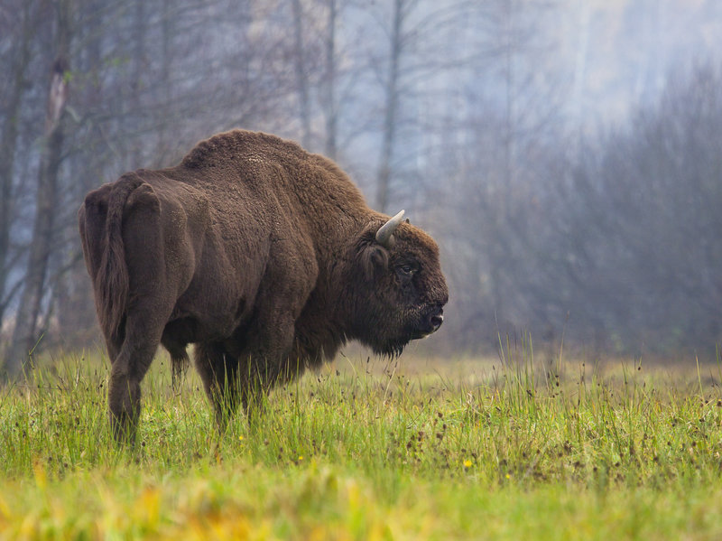 bizon poljski savremeni