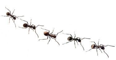 mravi