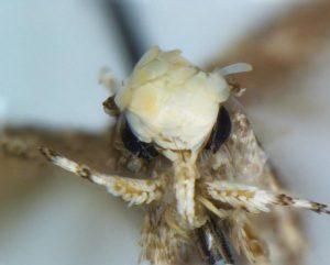 Trampov moljac (Vikipedija)