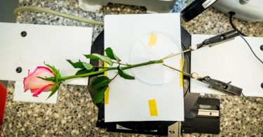 Cvetni kondenzator (Univerzitet Linčeping)