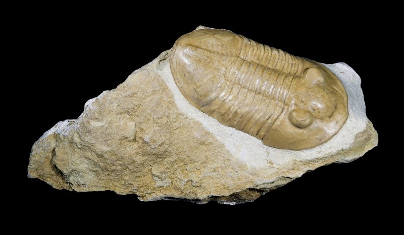 Uzorak trilobita (Vikipedija)