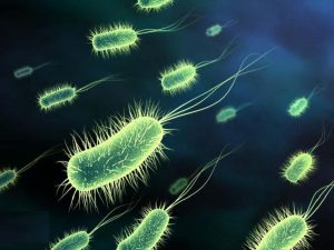 Bakterije svuda (Vikipedija) 