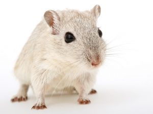 Moćni miš (Salkov institut)