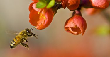 Manje pčela (Vikipedija)