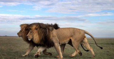 Ugroženi lavovi (Vikipedija)