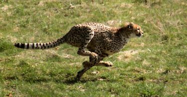 Brzonogi gepard (Vikipedija)