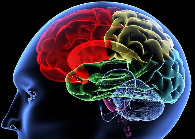 Ljudski mozak (Vikipedija)