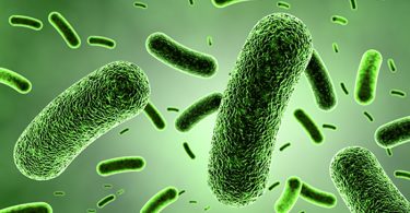 Umrežene bakterije (Vikipedija)