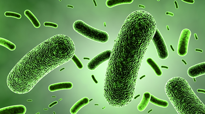 Umrežene bakterije (Vikipedija)