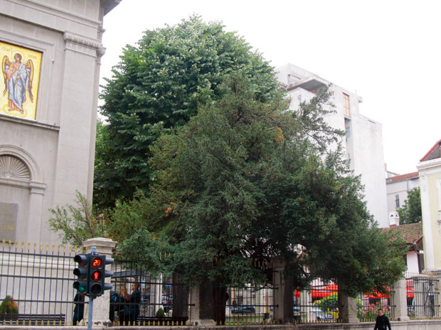 Ispred Saborne crkve u Beogradu (Vikipedija)