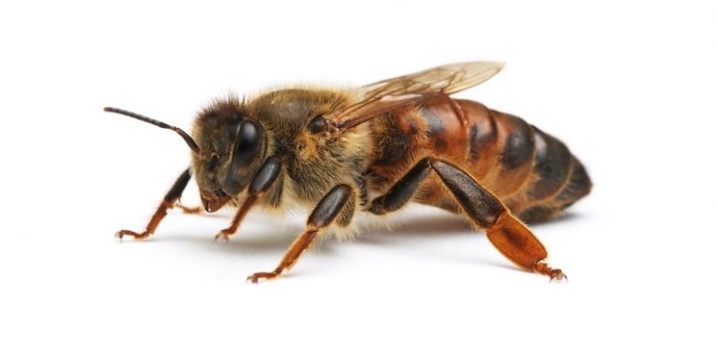 Pčela kraljica (Vikipedija)
