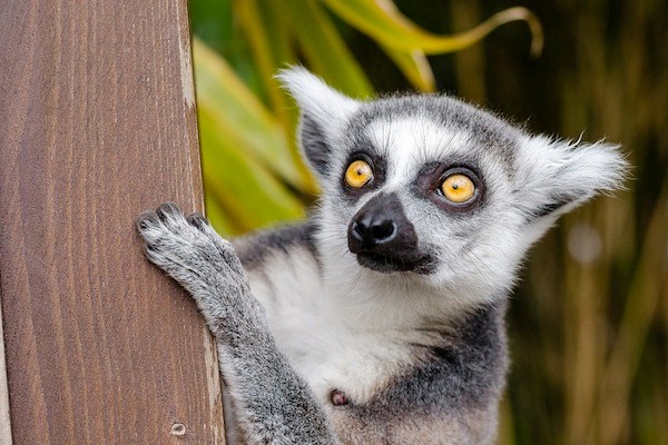 Lemur aj-aj (Vikipedija)