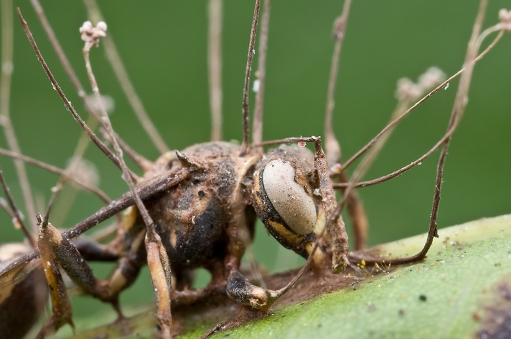 Zaraženi insekt (Vikipedija)