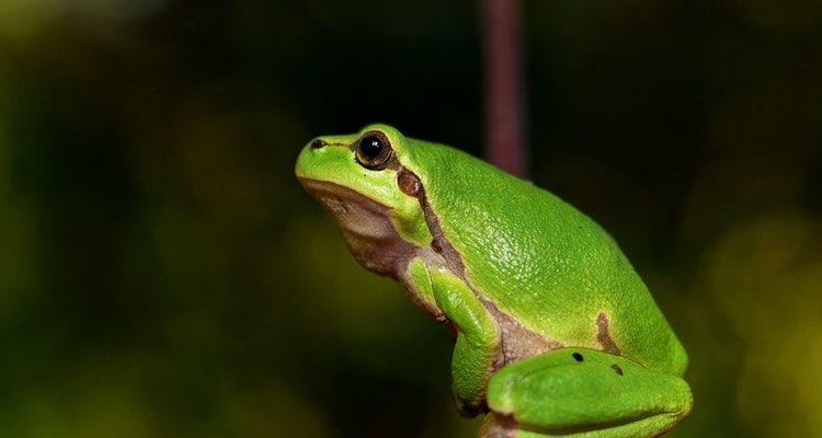 Usamljeni žabac (Vikipedija)