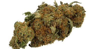 Marihuana (Wikipedia)
